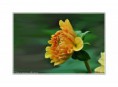 /album/flower-collection/kvetina-web-jpg1/